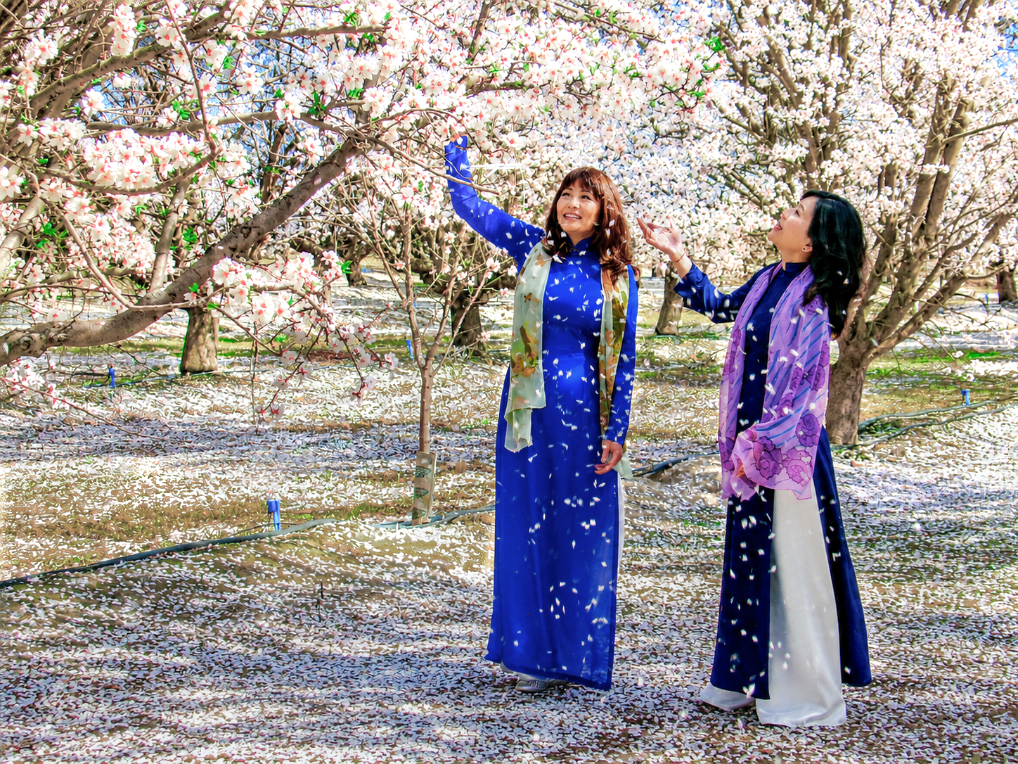 Plum Blossom-2013 (22)